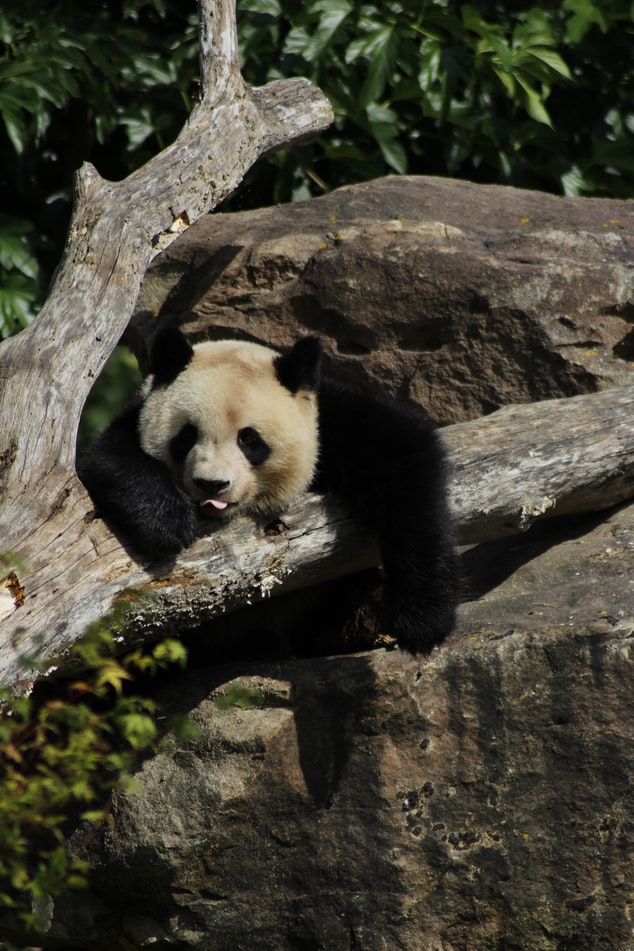 Fun Facts About Pandas Chinoy TV 