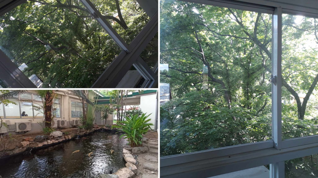 Plant life and koi pond at school